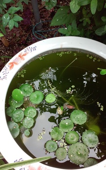 睡蓮鉢
